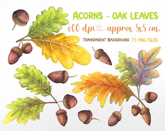 Acorn Clipart set - Fall clipart - oak leaves - autumn fall leaves illustration clipart - autumn clipart - oak leaf - digital download