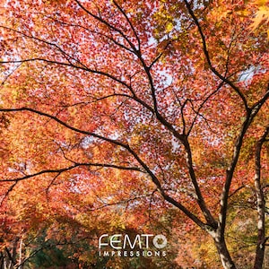 Autumn Leaves Photography. Nature Decor. Peaceful Decor. Japanese village. Home Decor, Wall Art Prints, Wall Decor