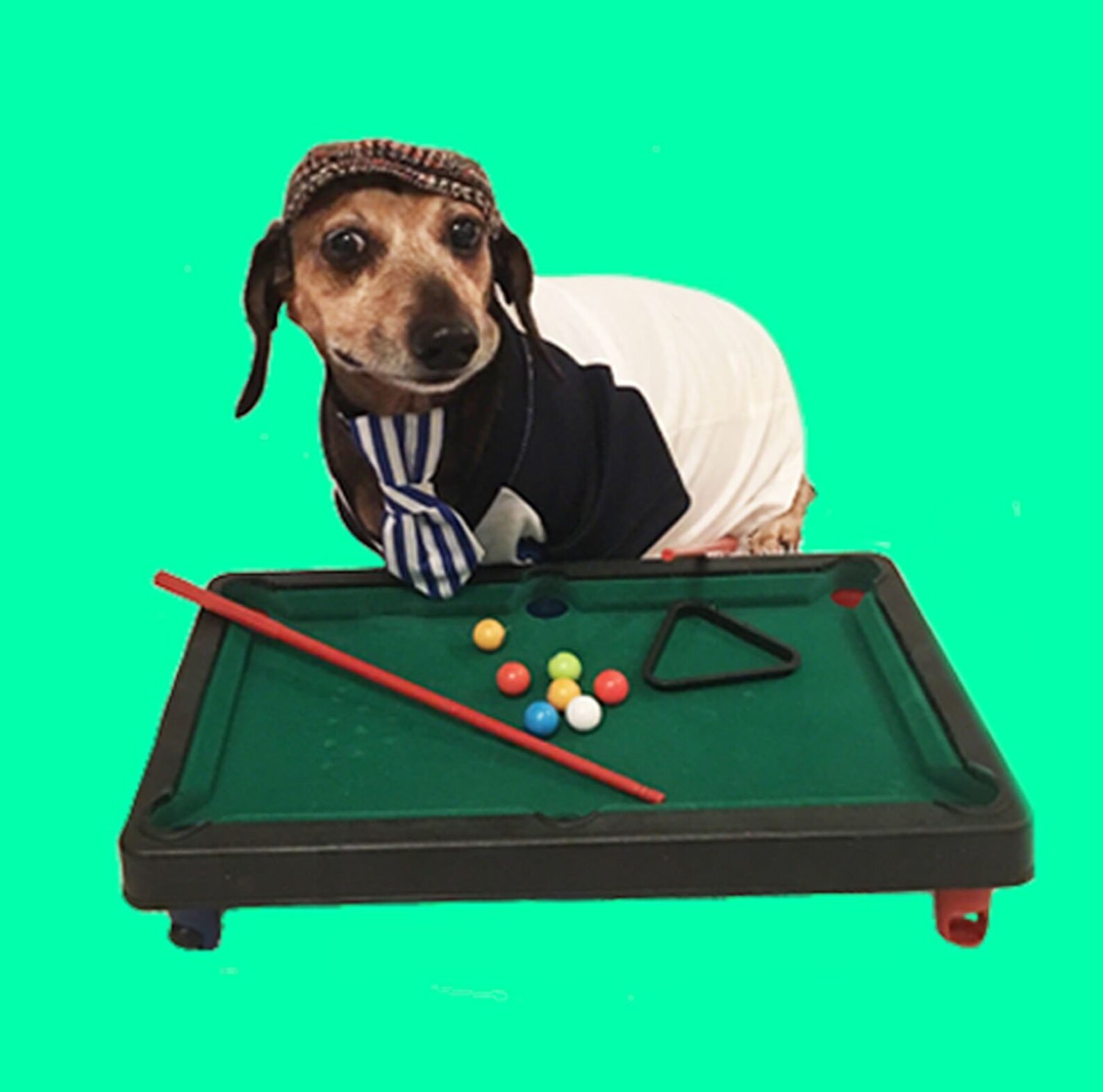 Greeting Cards Dog Greeting Cards Birthday Cards Funny Dog  Etsy