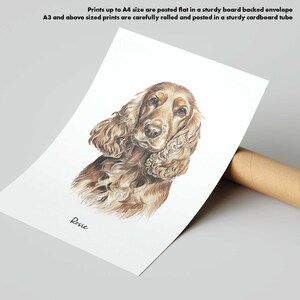 Puede incluir: Dibujo detallado a l&aacute;piz de color de un perro Cocker Spaniel, con pelaje marr&oacute;n y canela, sobre papel blanco. El nombre del perro, "Rosie", est&aacute; escrito debajo de la imagen. La impresi&oacute;n est&aacute; enrollada en un tubo de cart&oacute;n.