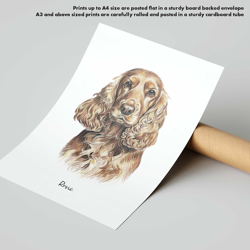 Puede incluir: Dibujo detallado a l&aacute;piz de color de un perro Cocker Spaniel, con pelaje marr&oacute;n y canela, sobre papel blanco. El nombre del perro, "Rosie", est&aacute; escrito debajo de la imagen. La impresi&oacute;n est&aacute; enrollada en un tubo de cart&oacute;n.