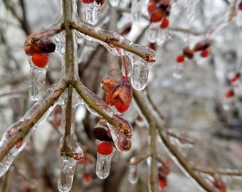 Ice Storm Red