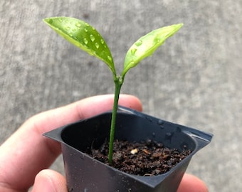 Planta de cítricos Calamansi Kalamansi Calamondin viva. ¡ENVÍOS A TODAS PARTES! ¡Sin restricciones estatales!