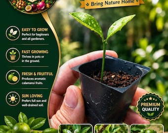 Live Calamansi Kalamansi Calamondin Citrus Plant EXPÉDITION PARTOUT ! Aucune restriction d'État !