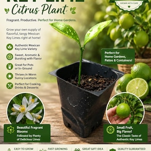 May include: A young Mexican Key Lime citrus plant in a black plastic pot. The image features text including MEXICAN KEY LIME Citrus Plant, Live Plant Premium Quality, and various care details. It shows green leaves, white blossoms, and limes.