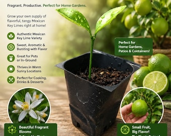 Live Mexican Key Lime Citrus Plant SHIPS EVERYWHERE! No State Restrictions!