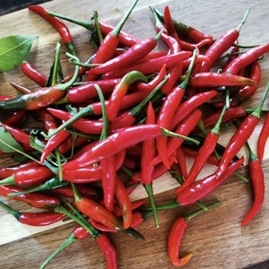 Filipino Bird&#39;s Eye Pepper Seeds Siling Labuyo Organically Grown Fast Shipping!
