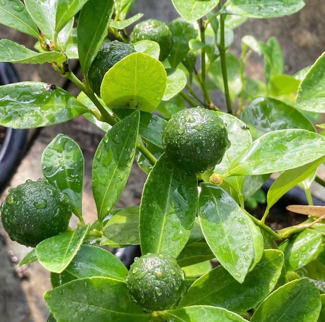 Live Calamansi Citrus Microcarpa Kalamansi (bears Green Fruits) Citrus ...