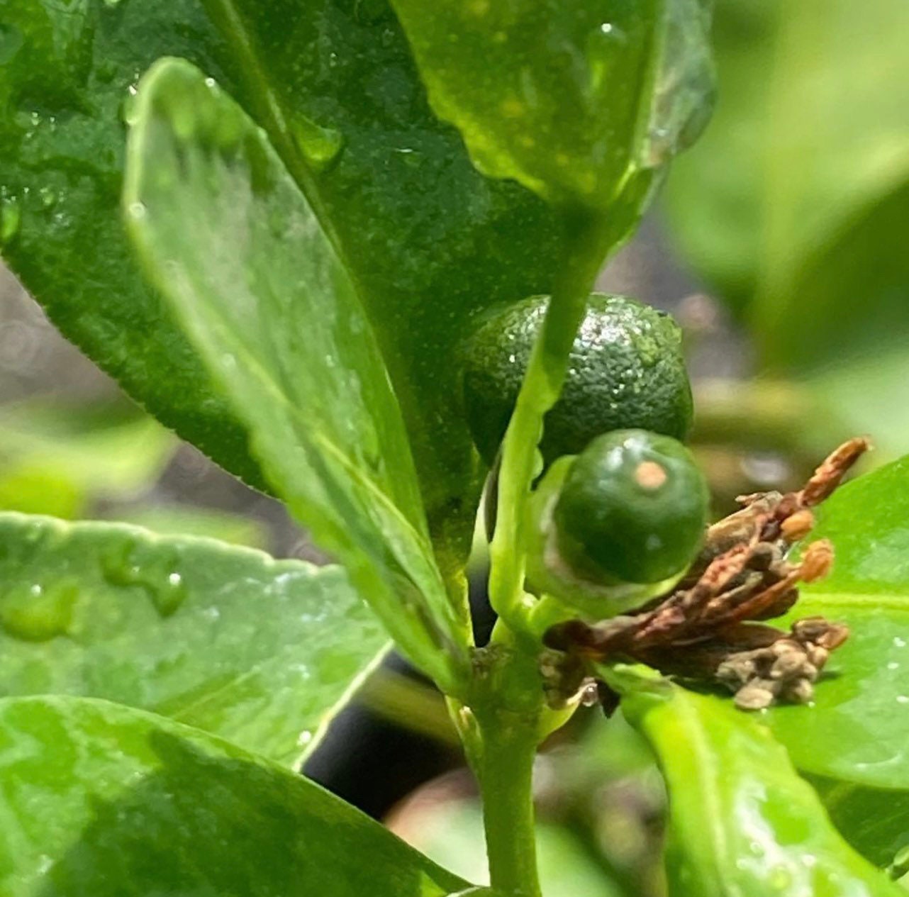Live Calamansi Citrus Microcarpa Kalamansi (bears Green Fruits) Citrus ...