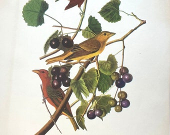 Vintage Summer Tanager Birds Lithograph by John James Audubon Paintings - Full Color Print - Not Framed - FREE SHIPPING