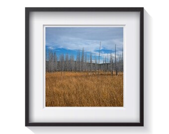 Yellowstone Gold - National Park Framed Fine Art Photography - Dwell Decor - FREE Shipping!