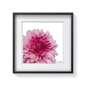 Elle - Modern Colorful Framed Pink Pop Art Photography - Dahlia Flower - FREE Shipping