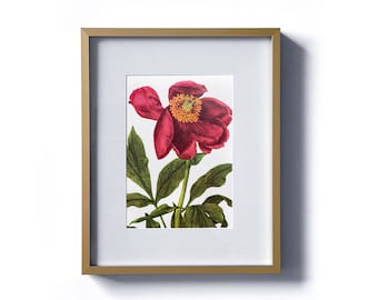 Pink Peony Garden Flower - Vintage Framed Print