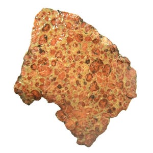 May include: A close-up of a polished, irregularly shaped stone with a speckled pattern. The stone features a mix of orange, brown, and tan colors, with numerous circular and irregular spots. The surface has a slightly glossy appearance.
