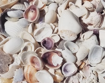 Print of Original Beach Photo-Seashells on Sanibel Island Beach