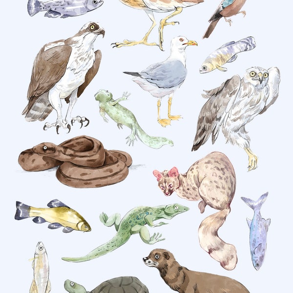 Poster Animales de la Laguna