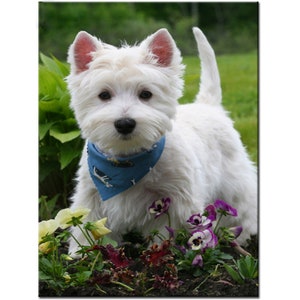 Diamond Embroidery Square/Round Diamond Painting Mosaic Full Display 5D DIY Resin Rhinestone Decor westie dog Pet Animal