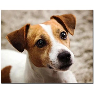 YSCOLOR Diamond Painting 5D Fai Da Te – Kit Completo Con Tela 30x40 Cm, Cane Jack Russell Terrier, Diamanti Rotondi E Strumenti Inclusi
