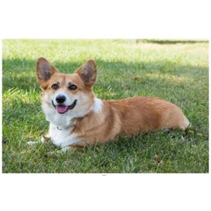 Op de afbeelding: Een bruine en witte corgi-hond met een gelukkige uitdrukking die op groen gras ligt.