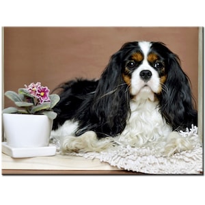 Puede incluir: Un perro Cavalier King Charles Spaniel negro, blanco y marrón con pelo largo y fluido está acostado en una alfombra blanca y esponjosa. El perro está mirando directamente a la cámara con una expresión dulce. Una pequeña planta en maceta con flores moradas está en primer plano.