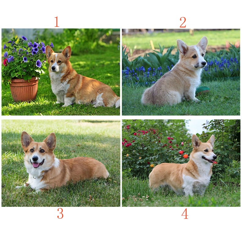 diamond pembroke corgis