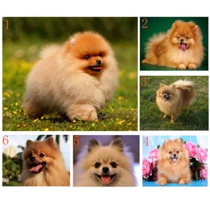 New DIY Diamond Painting Cross Stitch Pomeranian Dog Needlework 5D Diamond Mosaic Painting Full Diamond Embroidery