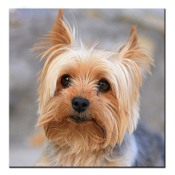 Plein carré rond en résine perceuse diamant peinture chien Yorkshire Terrier artisanat couture 5d perceuse mosaïque bricolage broderie