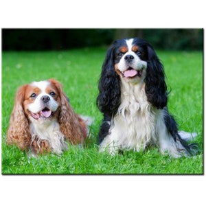 Può includere: Due Cavalier King Charles Spaniel, uno marrone e bianco e l'altro nero e bianco, sono seduti in un campo erboso. Entrambi i cani sorridono con la lingua fuori.