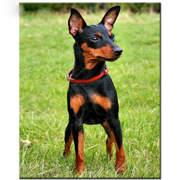 5D Diy Diamond Painting Cross Stitch Animal Miniature Pinscher Dog Diamond Mosaic sets Full Diamond Broderie