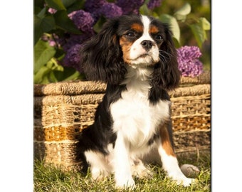 5D DIY Diamond Painting "Cavalier King Charles Spaniel Pet Dog" Full Square/Round Drill Embroidery Mosaic Wall Art