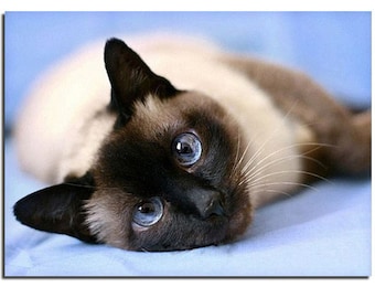 DIY Diamond Painting Cross Stitch 3D Full Round And Square Diamond Embroidery Pattern Rhinestones Mosaic Home Decoration Cat
