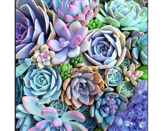 5D DIY Diamond Painting full 'square' and 'round' Diamond Embroidery 3D Cross Stitch Home Decor Gift succulent plants