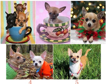 5d diy Diamond painting Chihuahua dog Cross Stitch kit Full Embroidery mosaic pattern animal pet picture home Art