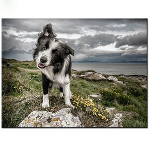 Diamantes Bordado Pantalla completa DIY Diamond Painting border collie Pet Dog Full Square / Round Cross Stitch Mosaic Decor