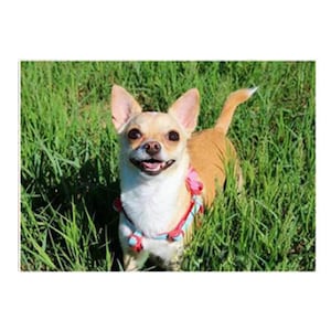 5d bricolage diamant peinture Chihuahua chien point de croix kit complet broderie mosaïque motif animal animal de compagnie photo maison Art