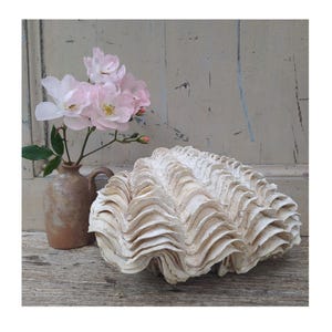 Amazing 9&quot; Giant Fluted Clam Shell ~ Antique Large Tridacna Shell ~ Bathroom Decor ~ Nautical Decor ~ Giant Seashell
