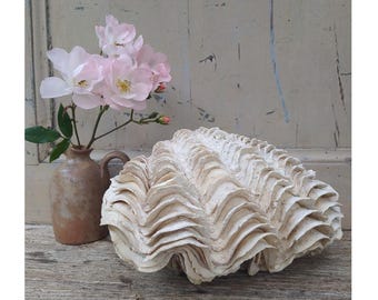 超希少　巨大シャコガイ 超希少 巨大シャコガイ