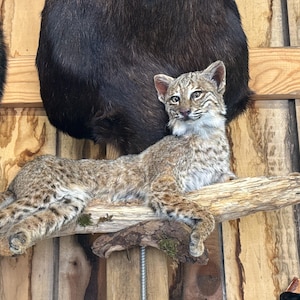 Beautiful  bobcat mount