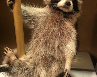 May include: A taxidermy raccoon with grey, black, and white fur is positioned upright, gripping a vertical tan cylindrical pole. The raccoon is mounted on a dark brown wooden base, displaying its characteristic black eye mask and striped tail.