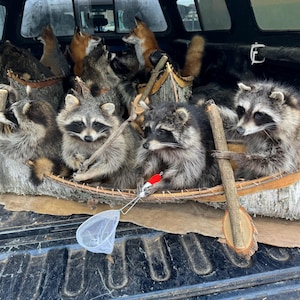 Canoeing raccoons fishing