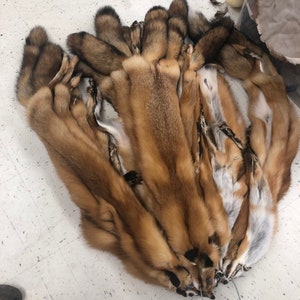 red fox hides