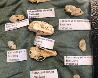 Smaller bat skull collection