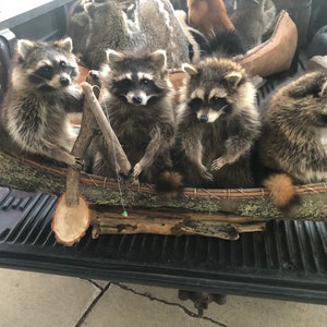 Canoeing raccoons fishing
