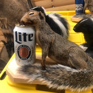 Drunken squirrel