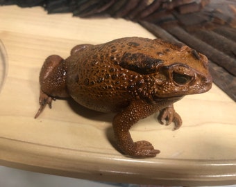 Stuffed toad brand new