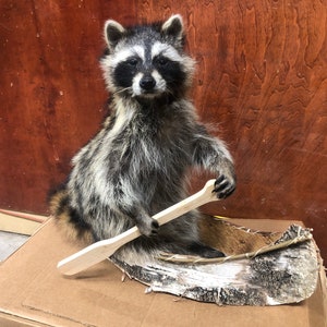Canoeing raccoon mount brand new ready to be a great addition for any decor and a great conversation piece