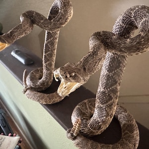 Rattlesnake mount