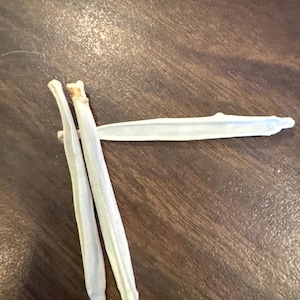Baculum artic fox