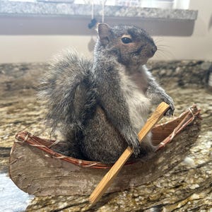 Brand new canoeing squirrel