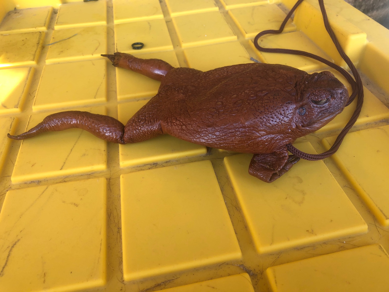 Cane Toad Purse Shoulder Bag Etsy